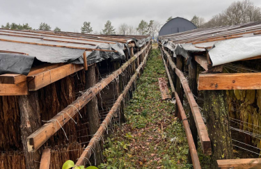 тютюн, підпільне виробництво