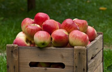 В Україні зростають ціни на яблука