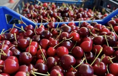 Ціни на черешню в Україні найвищі за останні 10 років: скільки коштує кілограм