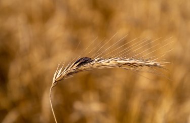 Фото: Depositphotos В Україні через надмірні дощі почали хворіти сільгоспкультури - НААН