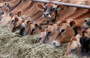 В Украине каждый год закрываются сотни животноводческих предприятий