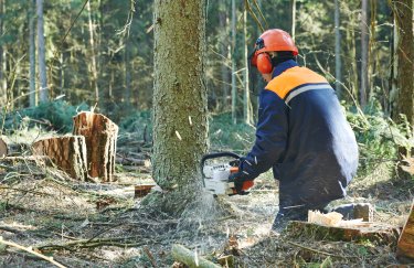 Аудитори викрили незаконну рубку дерев у зоні відчуження ЧАЕС на 120 млн грн