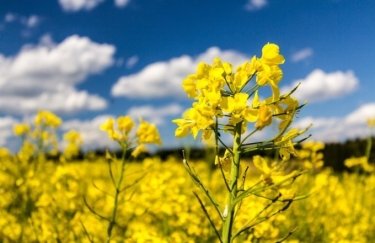 Почти 90% выращиваемого рапса в Украине идет на экспорт
