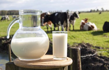 молоко, молочна продукція, корова, поле