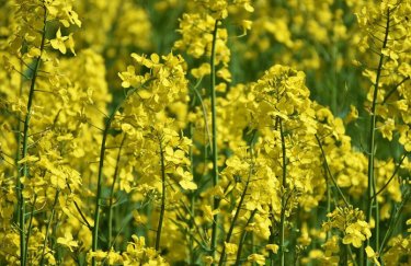 В Украине прогнозируют рекордный урожай рапса и подсолнечника