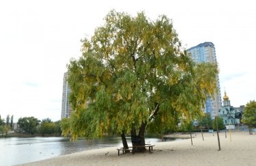 "Дерево Цоя" в Киеве. Фото: "Сегодня"