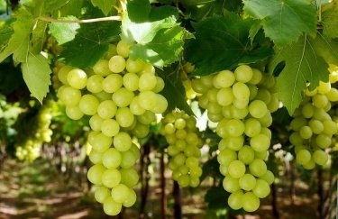 Эксперты спрогнозировали урожай столового винограда