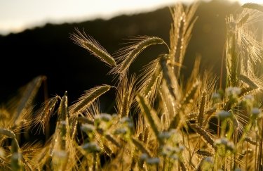 Зерно, пшеница, поле