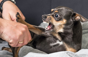 Что делать, если домашняя собака проявляет агрессию