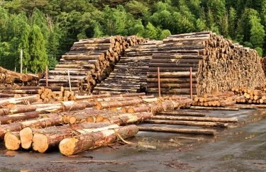 Нацполиция выявила сеть нелегальных товарных бирж, торгующих древесиной