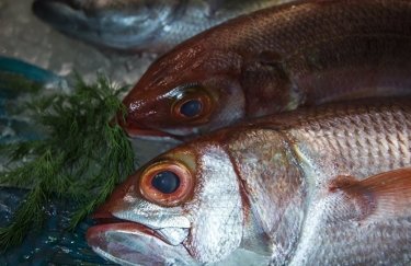 Впервые за 3 года Украина возобновила экспорт живой рыбы