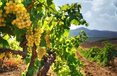Россия уничтожает виноградники в Крыму — МинВОТ