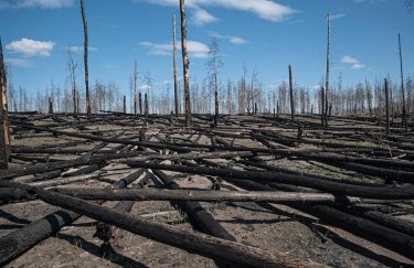 МФО Лісвідновлення: Для одного отчета ОВД вырубается 5-7 гектаров здорового леса
