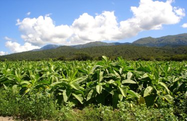 Vitagro начала активно заниматься выращиванием табака