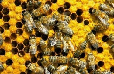 Пчеловоды Украины потеряли 120 млн грн из-за гибели пчел