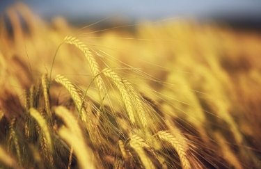 Производство зерновых будет убыточным, заработать помогут подсолнечник и рапс, - исследование