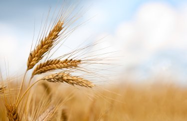 В Україні врожай пшениці в цьому році складе 18-19 млн тонн - прогноз