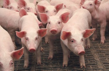 Украинским фермерам компенсировали только треть ущерба от чумы свиней