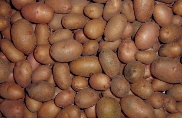 В Україні дешевшає картопля
