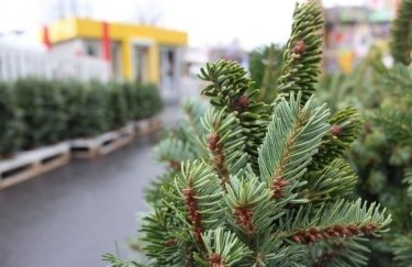 В Украине уже можно купить легальную новогоднюю елку