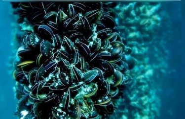 В Украине разрешили использовать акваторию Сухого лимана для выращивания моллюсков и креветок