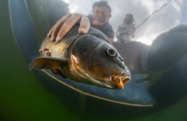 Зеленский подписал закон о масштабной реформе рыбной отрасли