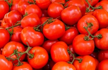 томати, помідори