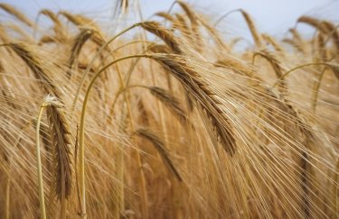 зерно, зерновое соглашение, пшеница