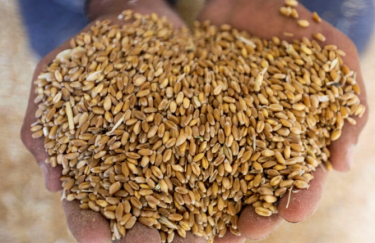 ООН призывает ускорить экспорт продовольствия: в украинских зернохранилищах уже нет места для нового урожая