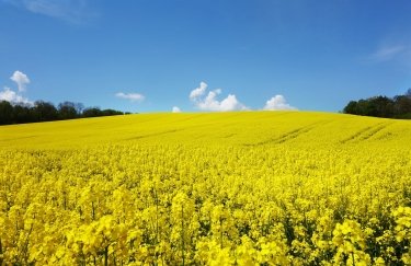 Ще три ділянки сільгоспугідь площею 131 га очищено від мін: яка вартість розмінування