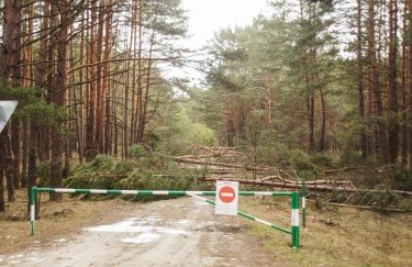 На севере Волыни ввели запрет на посещение лесов