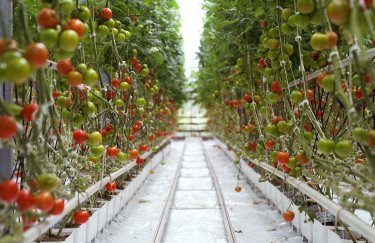 В Украине дешевеют тепличные томаты: какие цены