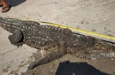 На Арабатской стрелке отдыхающие обнаружили крокодила. Фото: Херсонці