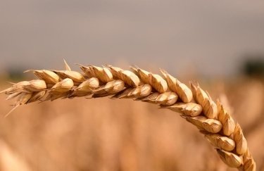 Украина увеличила общий объем экспорта зерновых культур на 21,3%