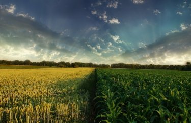 Украина за пять дней выбрала квоты на беспошлинный экспорт пшеницы и кукурузы в ЕС
