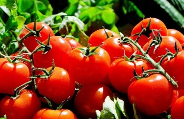 Цены на помидоры в Украине снижаются: в чем причина