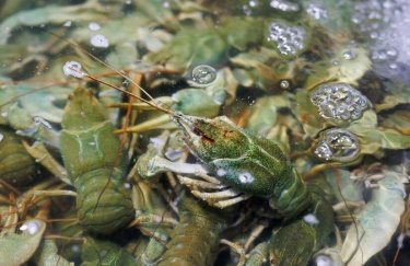 раки у водойомі