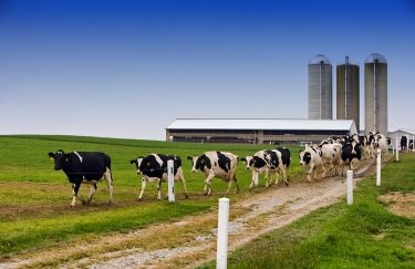 Аграрии просят увеличить кредитный лимит для молочных ферм до 150 млн. грн.