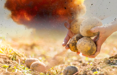 В Україні почалося збирання картоплі: чи варто очікувати на дефіцит і зростання цін