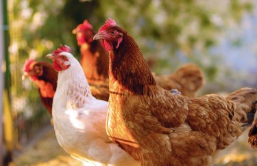 Украинскую курятину теперь можно экспортировать в Канаду, а рыбопродукты – в Турцию
