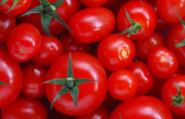 Почему в Украине начали дорожать помидоры
