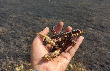 Из-за обстрелов россиян в Харьковской области за сутки выгорели 25 гектаров зерновых