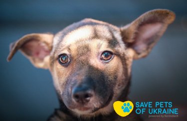 Save Pets of Ukraine: нагодувати та зігріти чотирилапих у біді