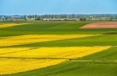Середня ціна суборенди сільгоспземлі на аукціонах зросла у 4,5 раза / Freepik аукціон, торги