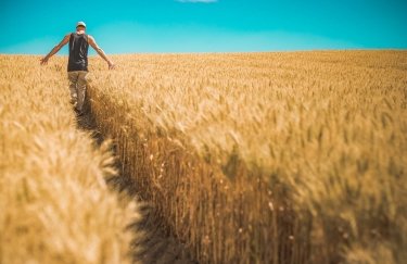 У 2022 році врожай зернових та олійних в Україні може становити 66,5 млн тонн, експорт – 30 млн тонн