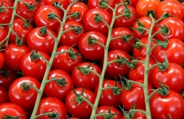 Цены на помидоры упали на 25%