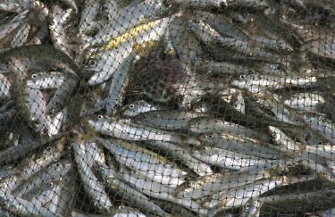 Вилов риби в Україні в 2022 році радикально впав через війну: які показники в кожному сегменті