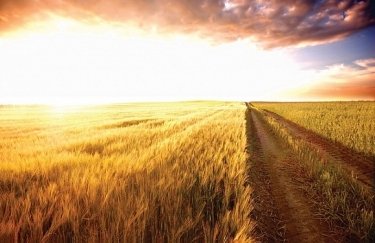 урожай, АПК, зерно, пшеница
