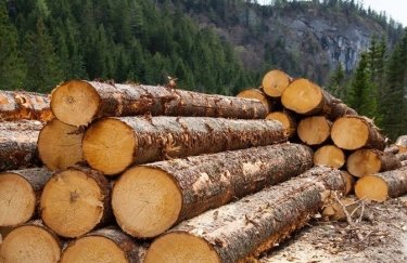 Массовой незаконной вырубки леса нет — Гослесагентство