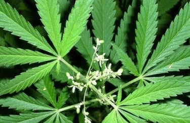 Выращивать коноплю на украине легализуют марихуану в украине